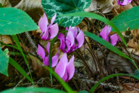 /album/barenschutzklamm-19-august-2025/barenschutzklamm-schusserlbrunn-19-08-2025-28-jpg/